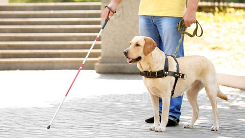 Das Foto zeigt einen Führhund, der eng an der Seite eines Menschen geht.